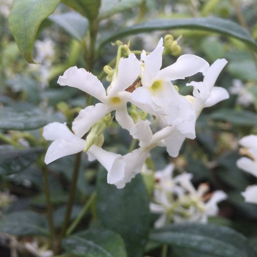 Trachelospermum jasminoides